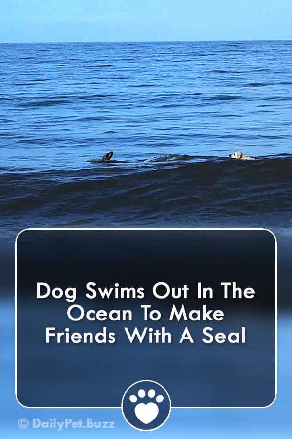 Dog Swims Out In The Ocean To Make Friends With A Seal
