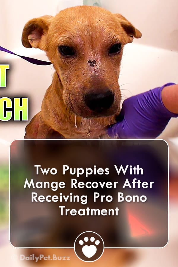 Two Puppies With Mange Recover After Receiving Pro Bono Treatment