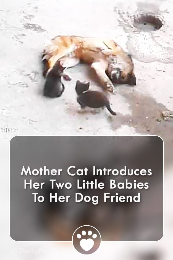 Mother Cat Introduces Her Two Little Babies To Her Dog Friend