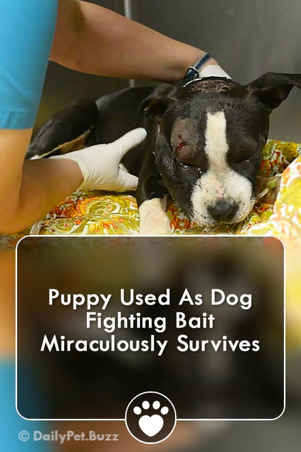 Puppy Used As Dog Fighting Bait Miraculously Survives