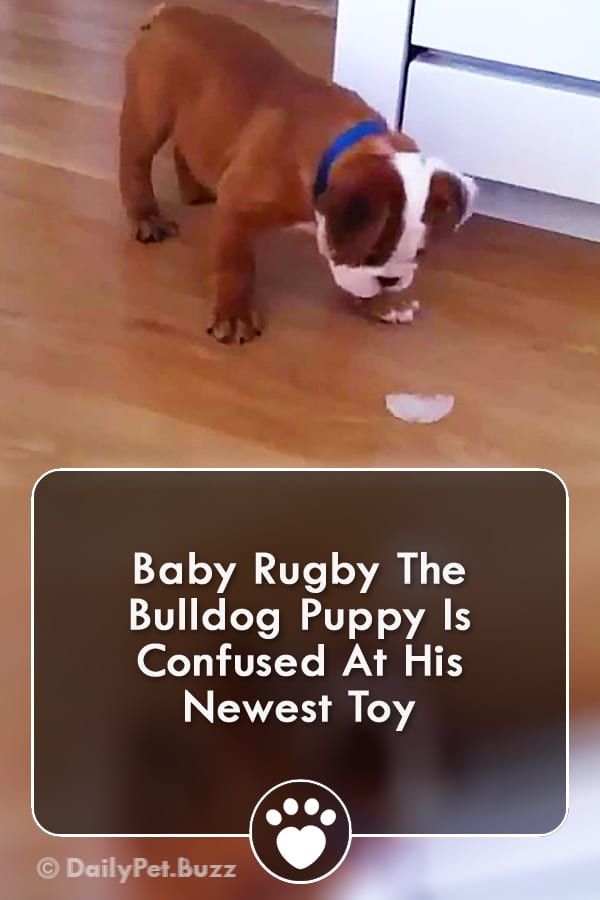 Baby Rugby The Bulldog Puppy Is Confused At His Newest Toy