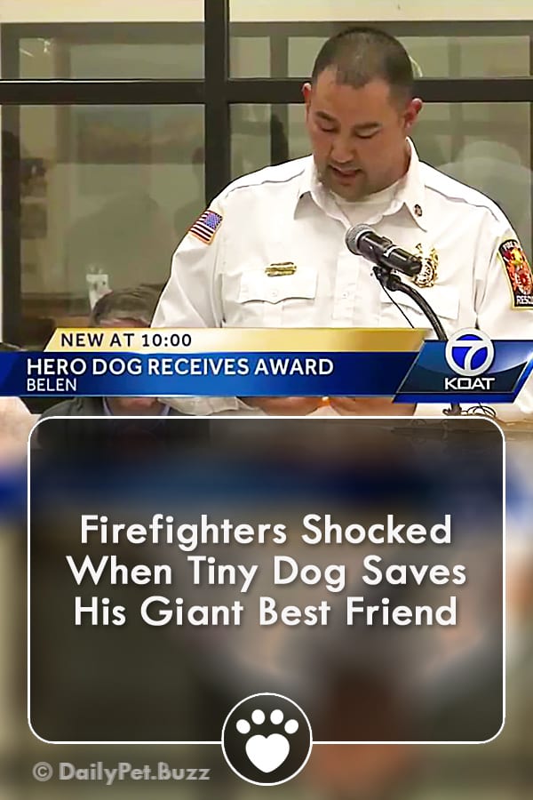 Firefighters Shocked When Tiny Dog Saves His Giant Best Friend