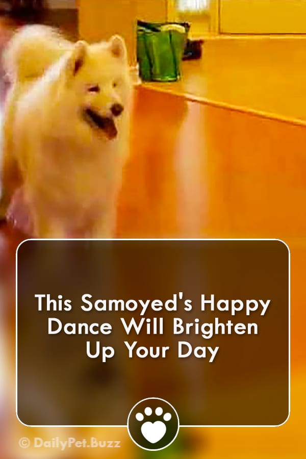 This Samoyed\'s Happy Dance Will Brighten Up Your Day