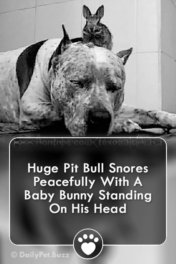 Huge Pit Bull Snores Peacefully With A Baby Bunny Standing On His Head