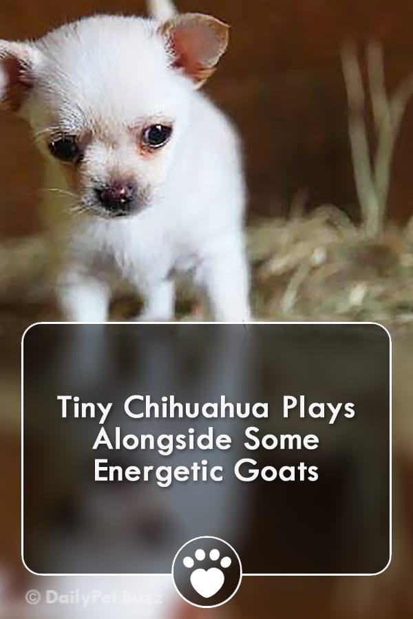 Tiny Chihuahua Plays Alongside Some Energetic Goats