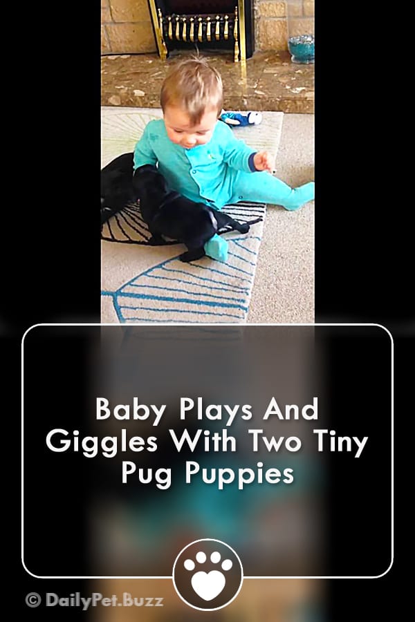 Baby Plays And Giggles With Two Tiny Pug Puppies