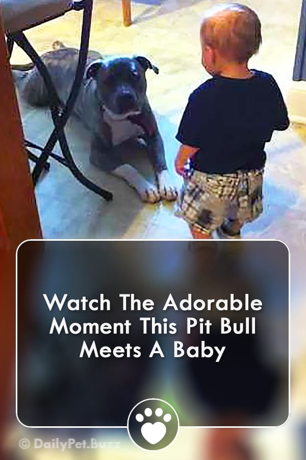 Watch The Adorable Moment This Pit Bull Meets A Baby