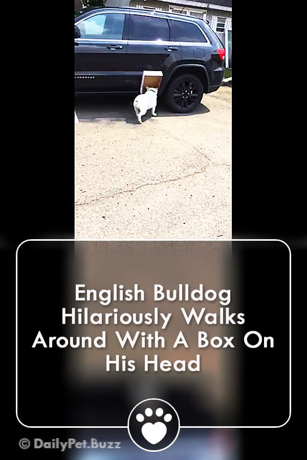 English Bulldog Hilariously Walks Around With A Box On His Head