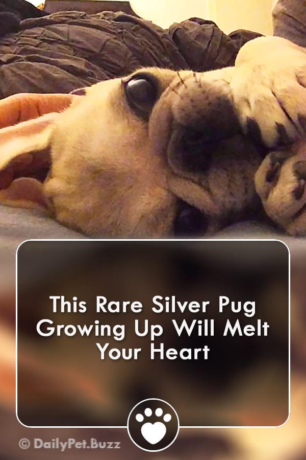 This Rare Silver Pug Growing Up Will Melt Your Heart