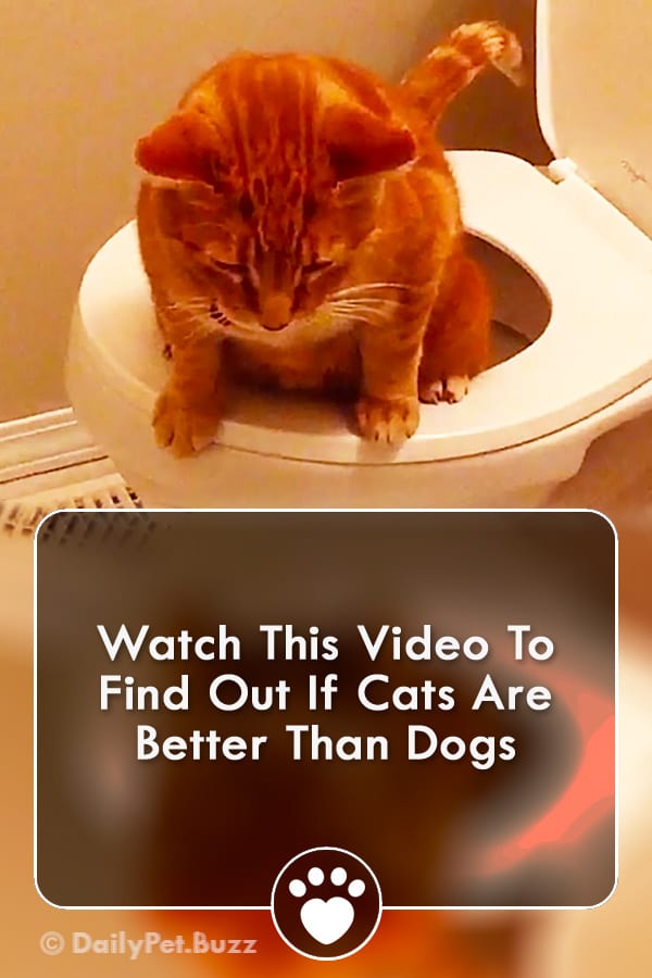 Watch This Video To Find Out If Cats Are Better Than Dogs