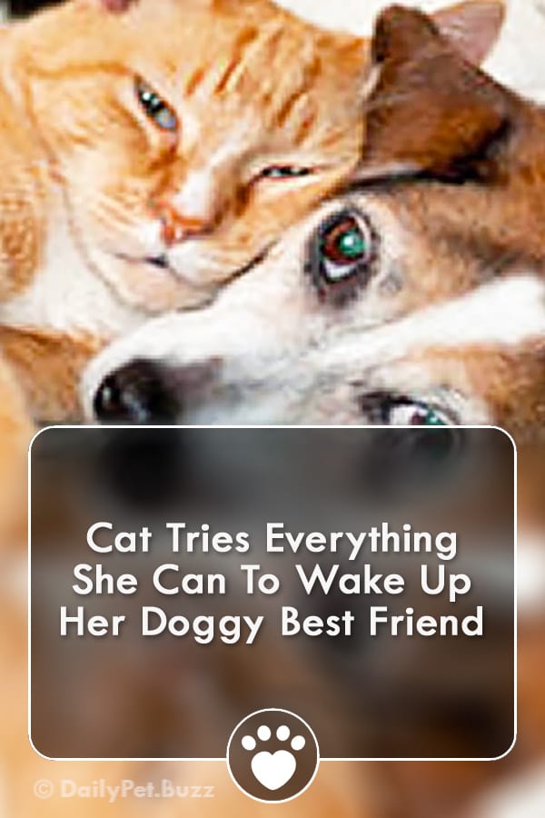 Cat Tries Everything She Can To Wake Up Her Doggy Best Friend