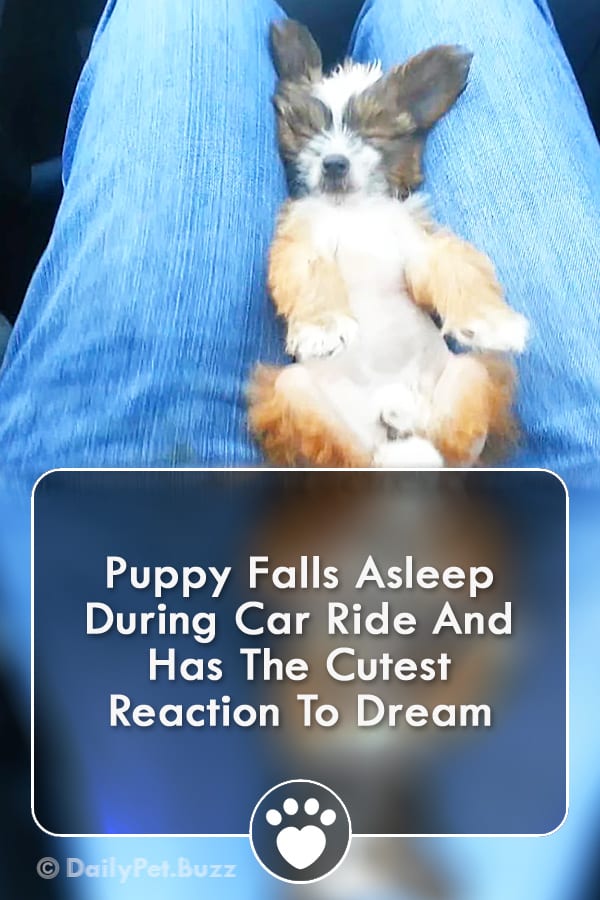 Puppy Falls Asleep During Car Ride And Has The Cutest Reaction To Dream