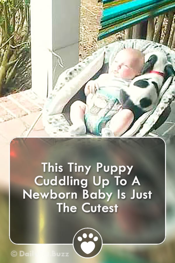 This Tiny Puppy Cuddling Up To A Newborn Baby Is Just The Cutest