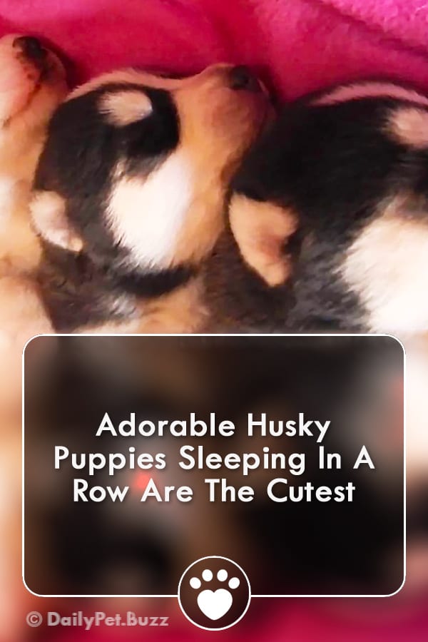 Adorable Husky Puppies Sleeping In A Row Are The Cutest