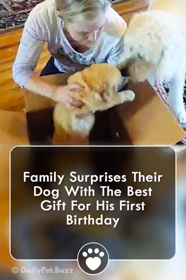 Family Surprises Their Dog With The Best Gift For His First Birthday