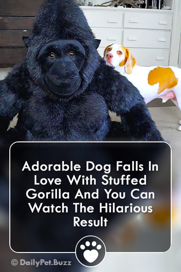 Adorable Dog Falls In Love With Stuffed Gorilla And You Can Watch The Hilarious Result