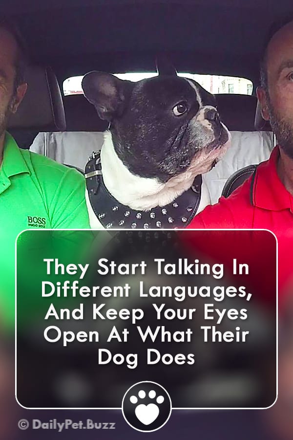 They Start Talking In Different Languages, And Keep Your Eyes Open At What Their Dog Does