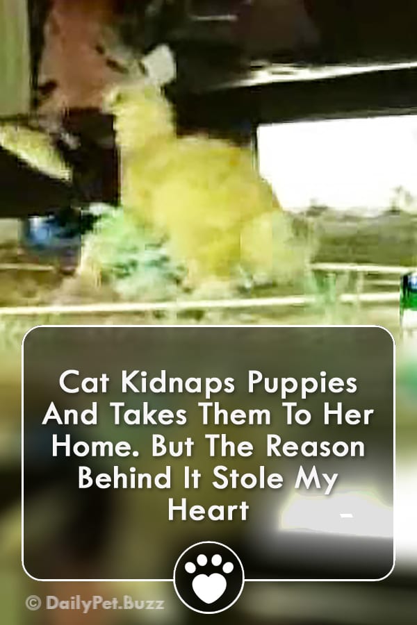Cat Kidnaps Puppies And Takes Them To Her Home. But The Reason Behind It Stole My Heart