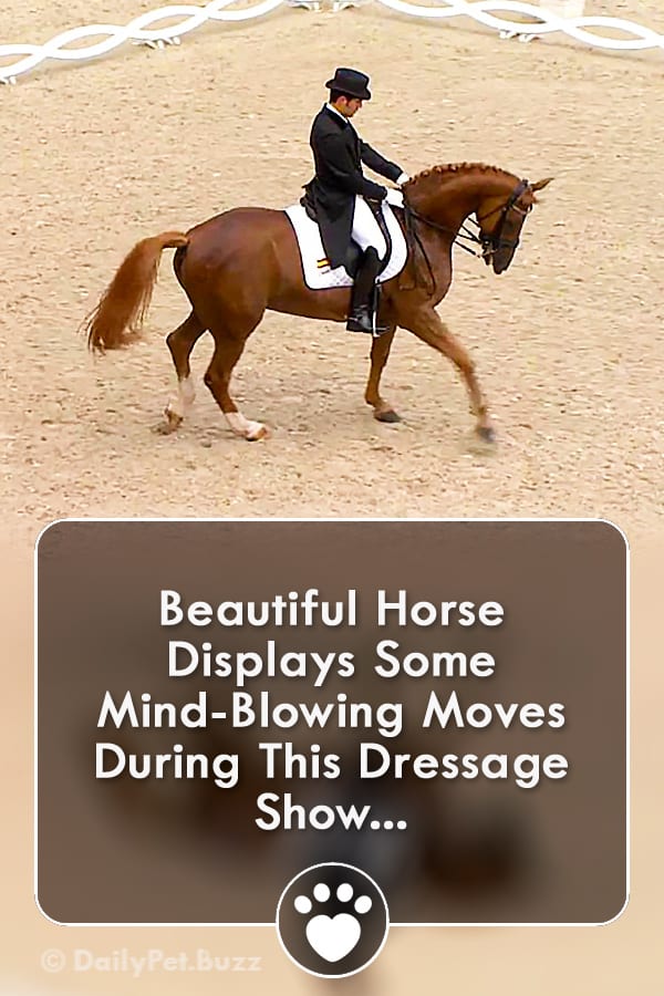 Beautiful Horse Displays Some Mind-Blowing Moves During This Dressage Show...
