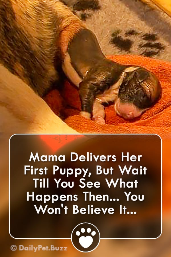 Mama Delivers Her First Puppy, But Wait Till You See What Happens Then... You Won\'t Believe It...