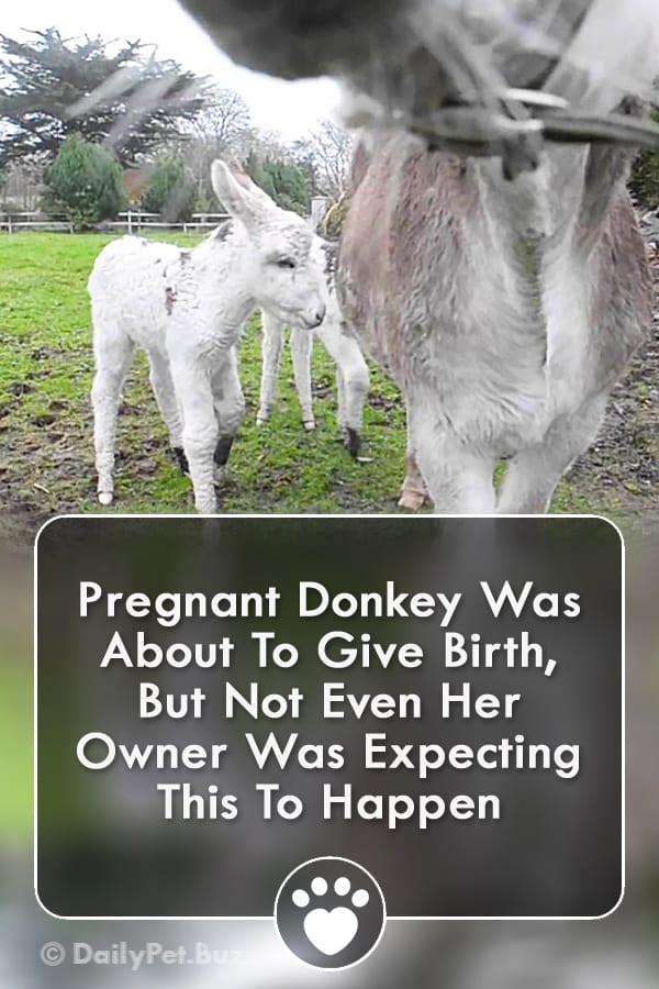Pregnant Donkey Was About To Give Birth, But Not Even Her Owner Was Expecting This To Happen