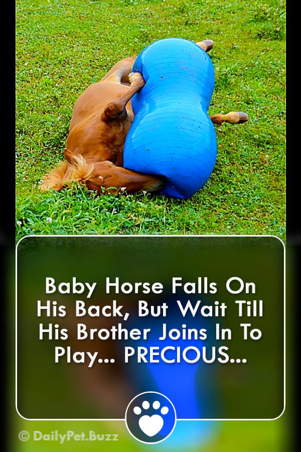 Baby Horse Falls On His Back, But Wait Till His Brother Joins In To Play... PRECIOUS...