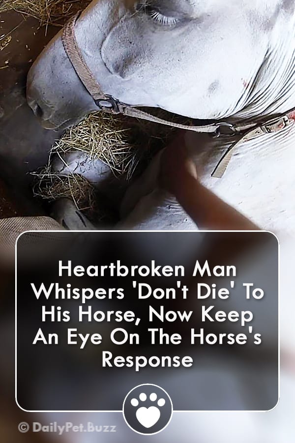 Heartbroken Man Whispers \'Don\'t Die\' To His Horse, Now Keep An Eye On The Horse\'s Response