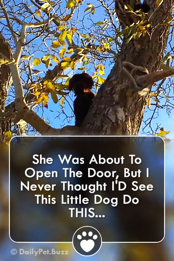She Was About To Open The Door, But I Never Thought I\'D See This Little Dog Do THIS...