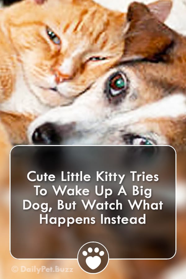 Cute Little Kitty Tries To Wake Up A Big Dog, But Watch What Happens Instead