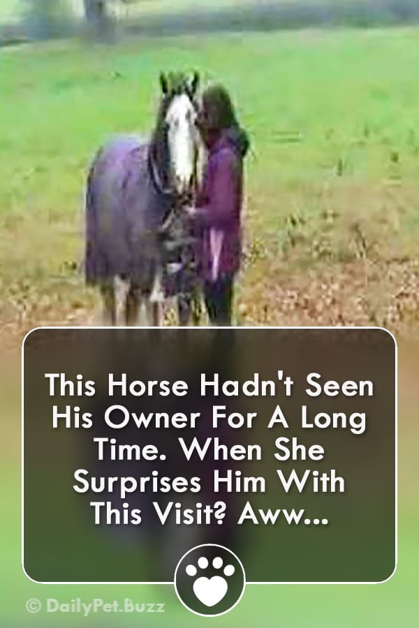 This Horse Hadn\'t Seen His Owner For A Long Time. When She Surprises Him With This Visit? Aww...