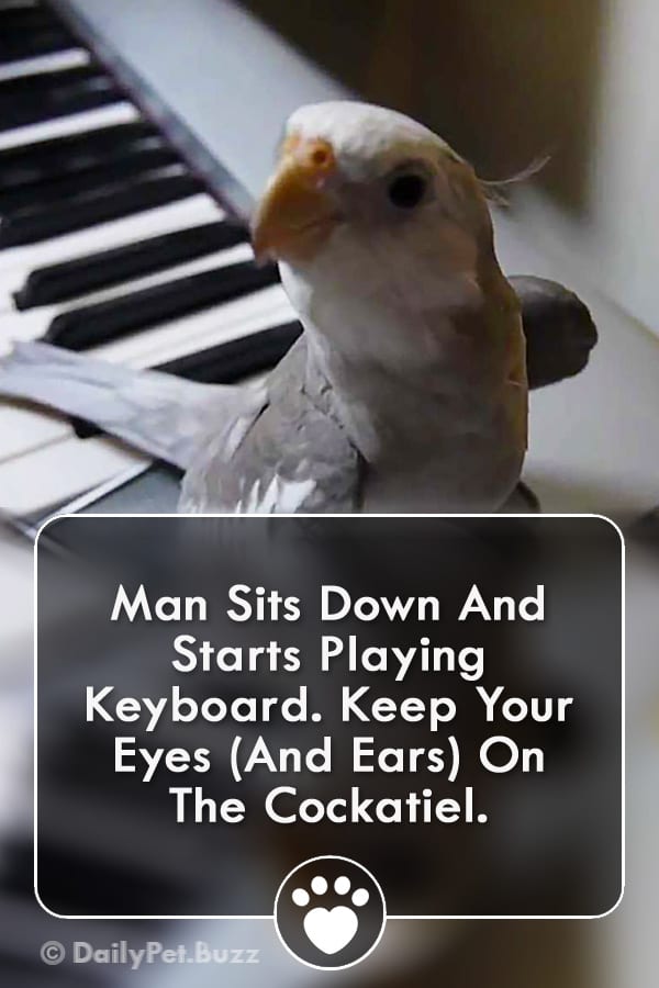 Man Sits Down And Starts Playing Keyboard. Keep Your Eyes (And Ears) On The Cockatiel.