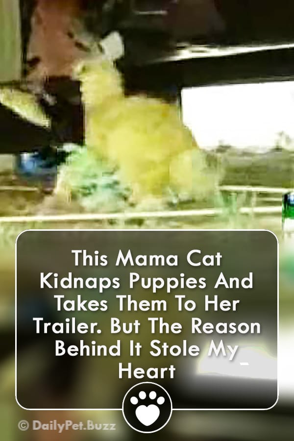 This Mama Cat Kidnaps Puppies And Takes Them To Her Trailer. But The Reason Behind It Stole My Heart