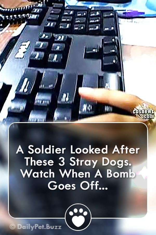 A Soldier Looked After These 3 Stray Dogs. Watch When A Bomb Goes Off...