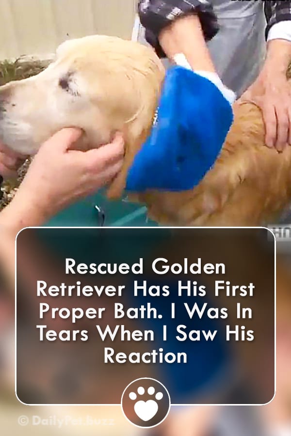 Rescued Golden Retriever Has His First Proper Bath. I Was In Tears When I Saw His Reaction
