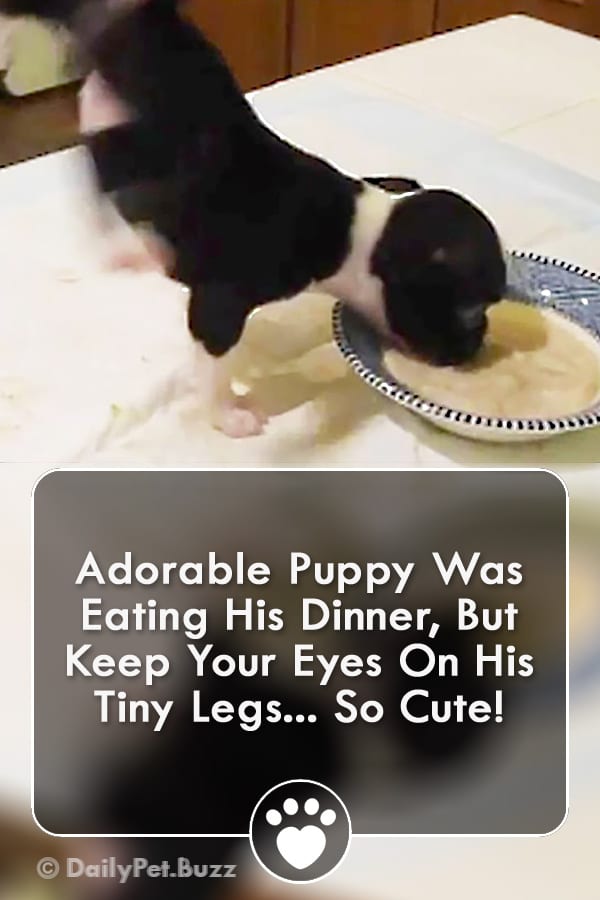 Adorable Puppy Was Eating His Dinner, But Keep Your Eyes On His Tiny Legs... So Cute!