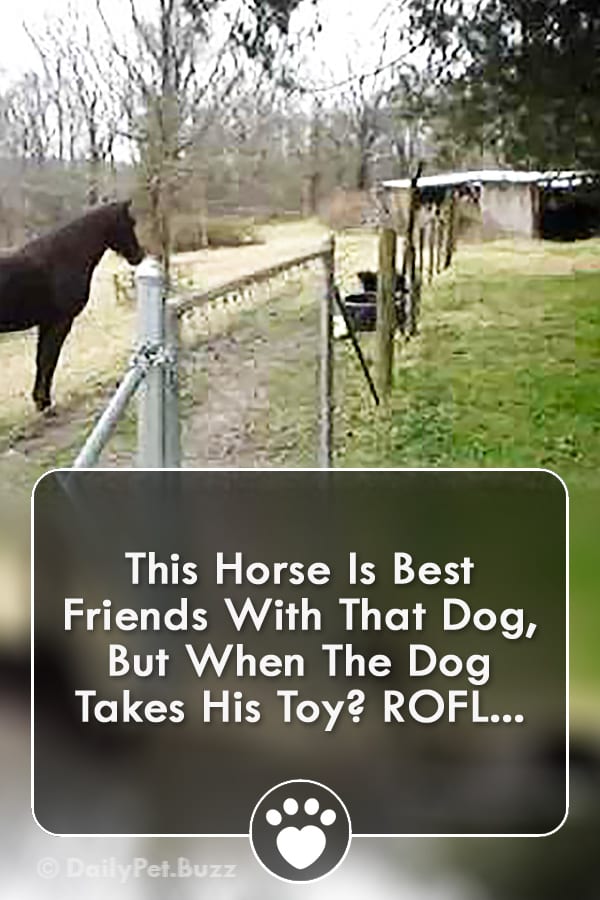This Horse Is Best Friends With That Dog, But When The Dog Takes His Toy? ROFL...
