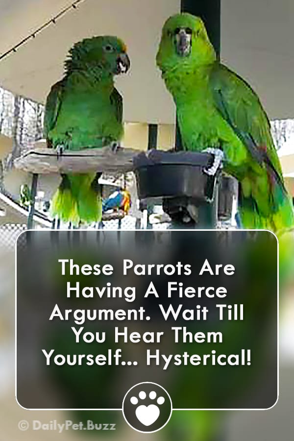 These Parrots Are Having A Fierce Argument.