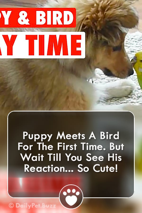 Puppy Meets A Bird For The First Time. But Wait Till You See His Reaction... So Cute!