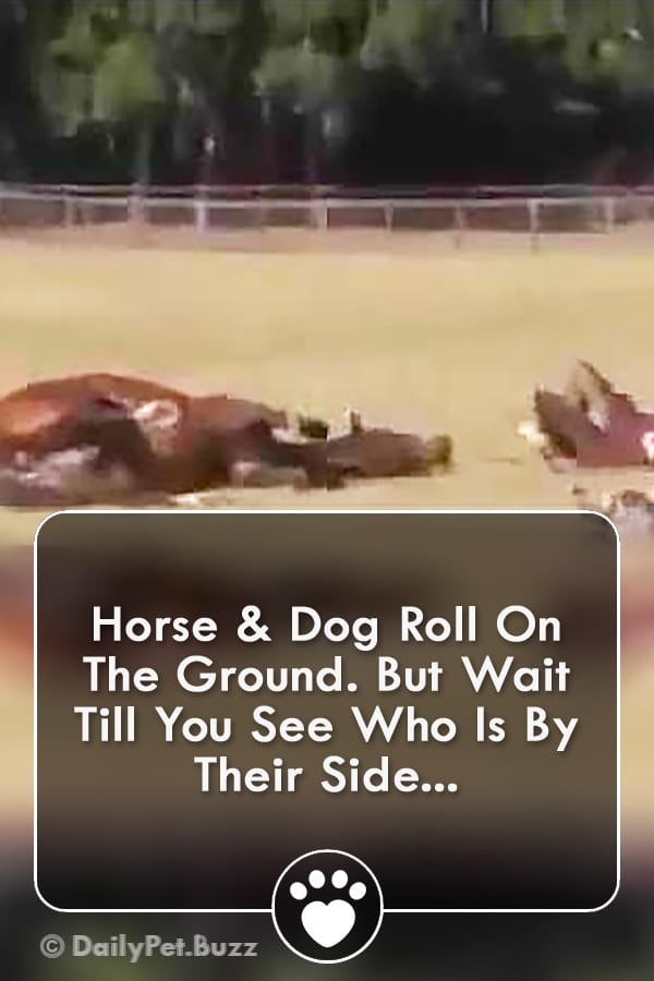 Horse & Dog Roll On The Ground. But Wait Till You See Who Is By Their Side...