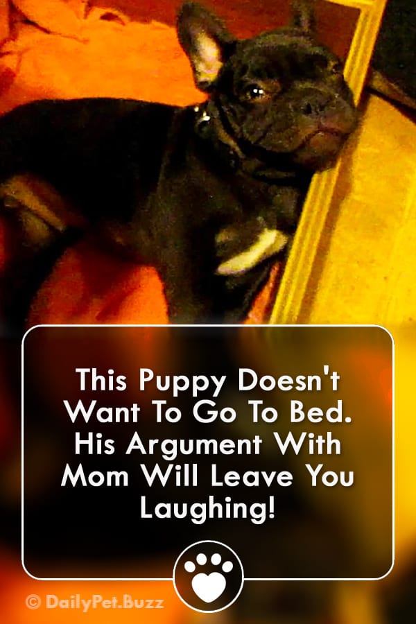 This Puppy Doesn\'t Want To Go To Bed. His Argument With Mom Will Leave You Laughing!