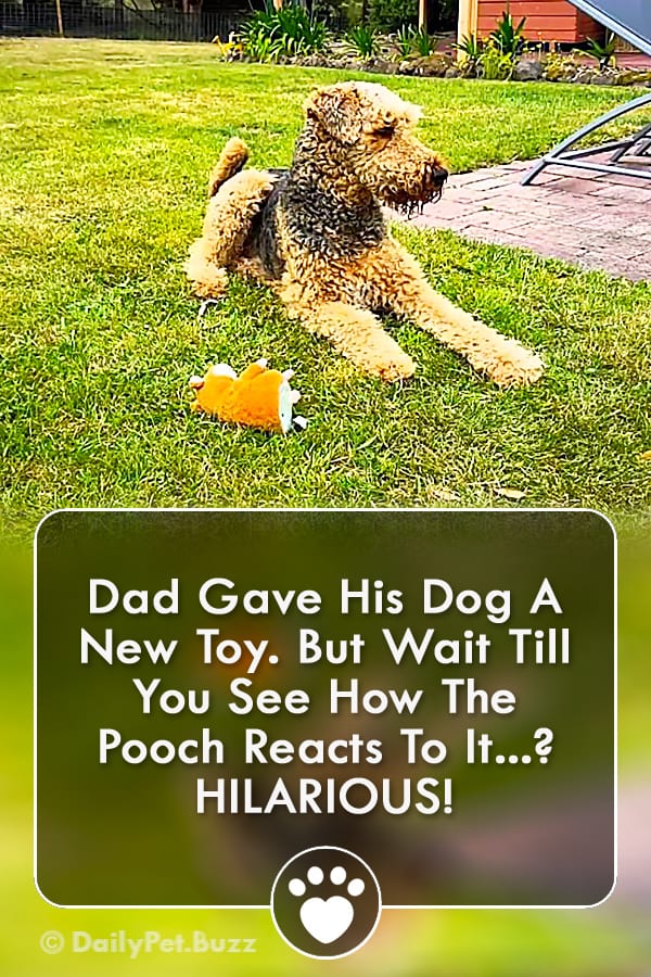 Dad Gave His Dog A New Toy. But Wait Till You See How The Pooch Reacts To It? HILARIOUS!