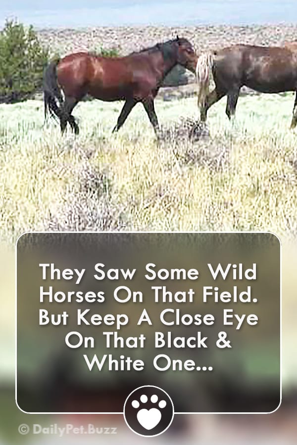 They Saw Some Wild Horses On That Field. But Keep A Close Eye On That Black & White One...