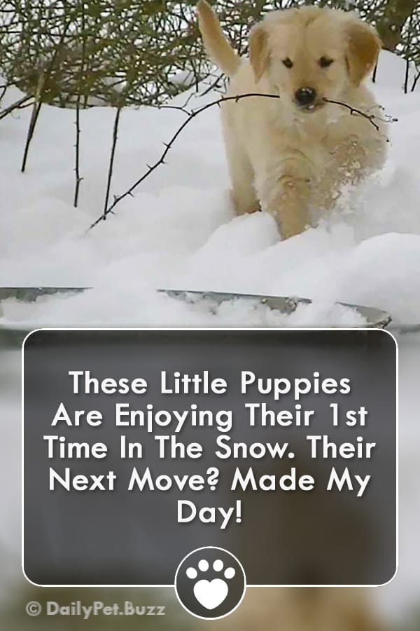 These Little Puppies Are Enjoying Their 1st Time In The Snow. Their Next Move? Made My Day!