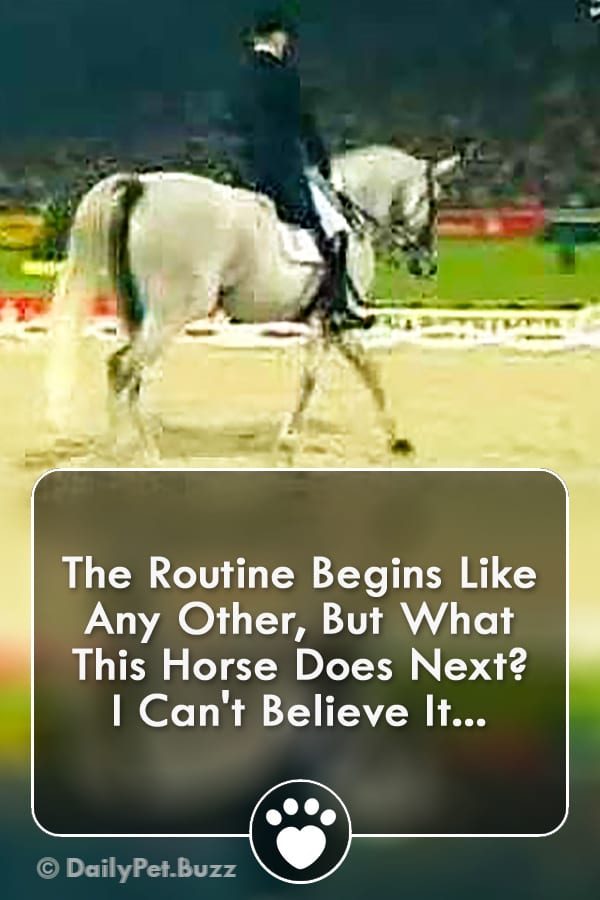 The Routine Begins Like Any Other, But What This Horse Does Next? I Can\'t Believe It...