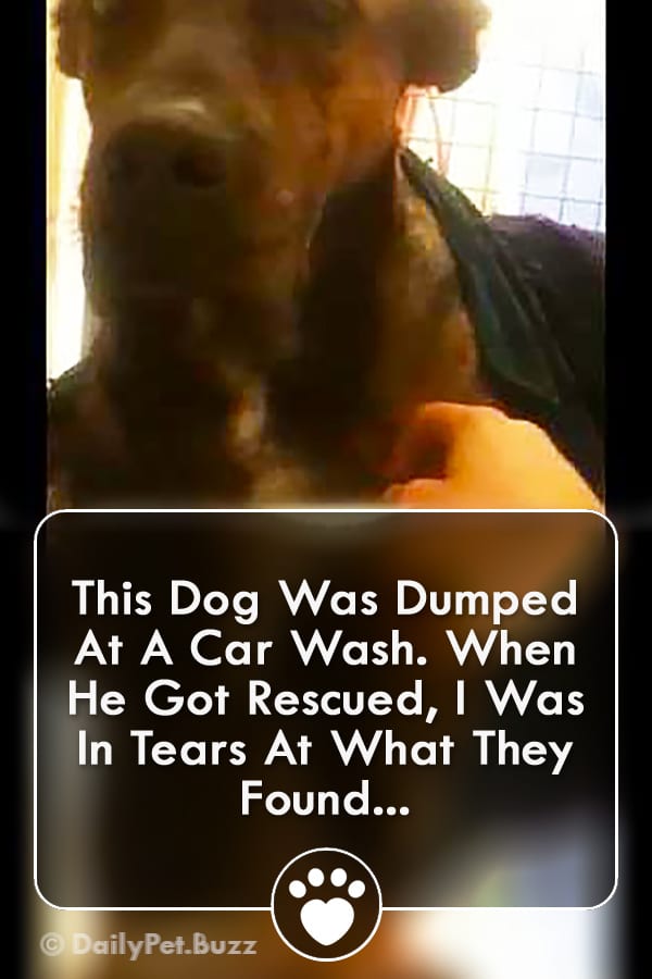 This Dog Was Dumped At A Car Wash. When He Got Rescued, I Was In Tears At What They Found...