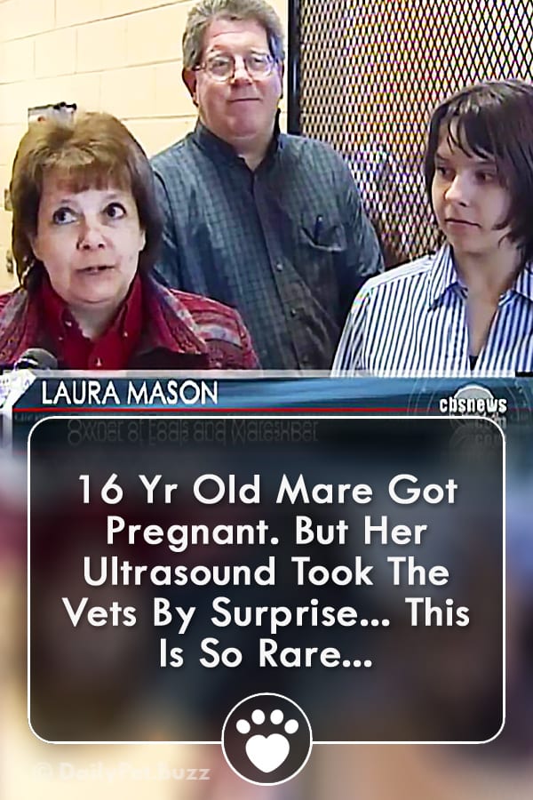 16 Yr Old Mare Got Pregnant. But Her Ultrasound Took The Vets By Surprise... This Is So Rare...