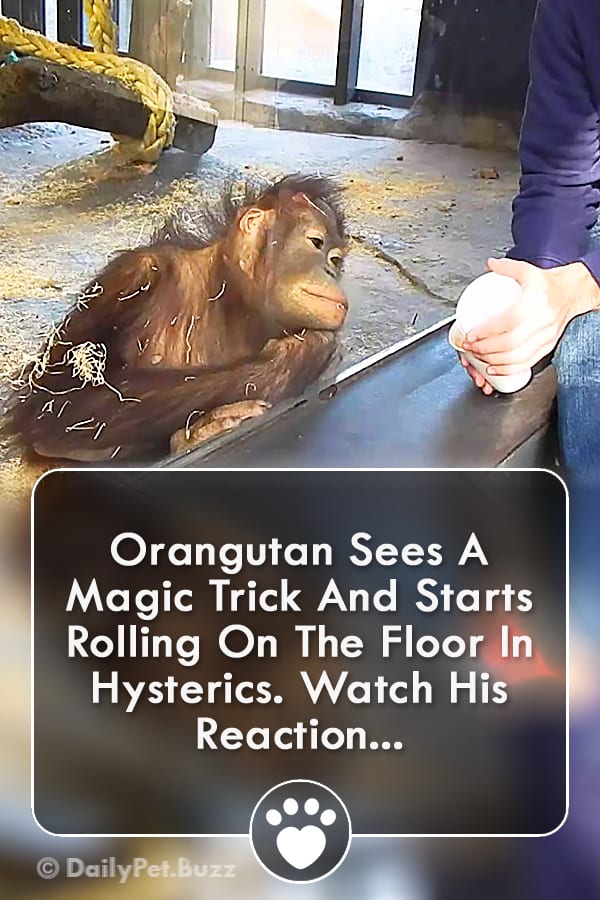 Orangutan Sees A Magic Trick And Starts Rolling On The Floor In Hysterics. Watch His Reaction...