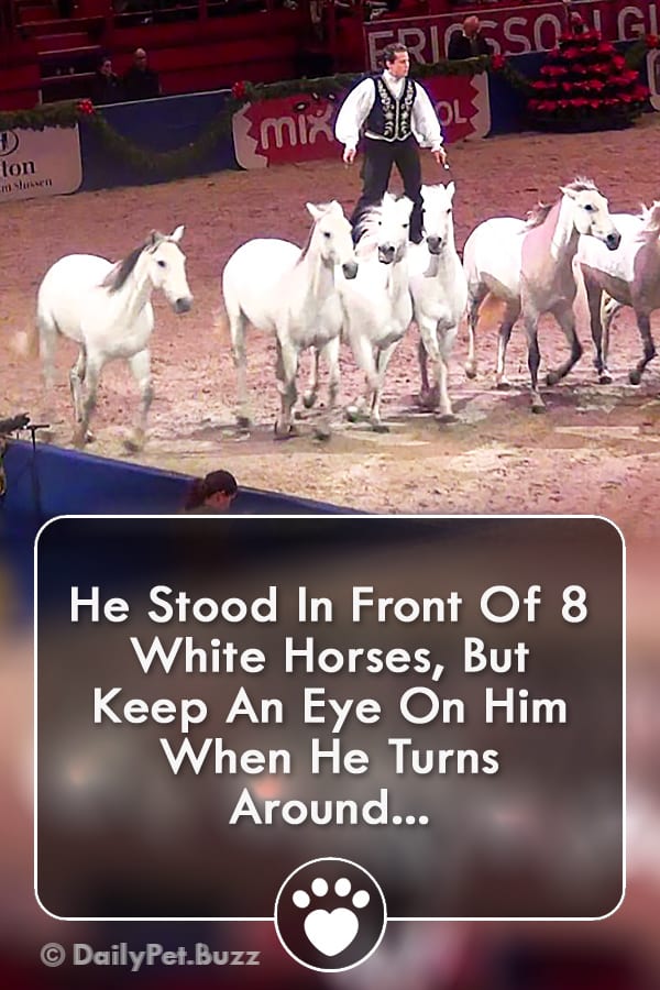 He Stood In Front Of 8 White Horses, But Keep An Eye On Him When He Turns Around...
