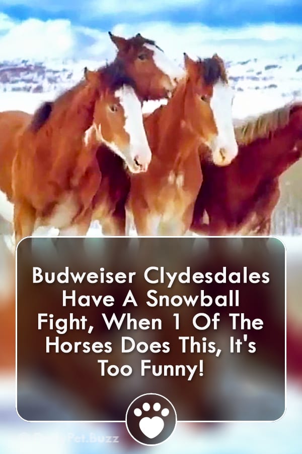 Budweiser Clydesdales Have A Snowball Fight, When 1 Of The Horses Does This, It\'s Too Funny!