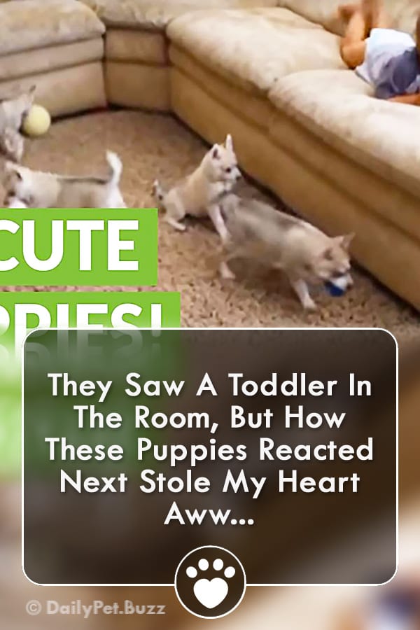 They Saw A Toddler In The Room, But How These Puppies Reacted Next Stole My Heart Aww...
